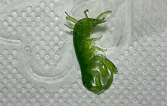 辽宁男子捡到奇怪海虾？全身发绿似翡翠，长着一对钳子