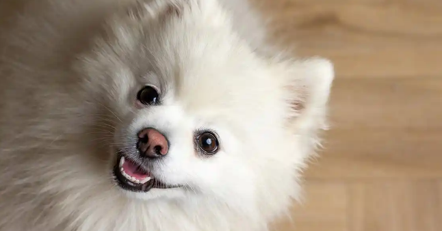 狗狗眼睛红肿是什么病症