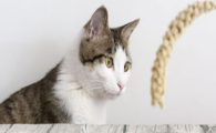 猫咪偏爱啃食干草绿植？是胃部排空不适吗？