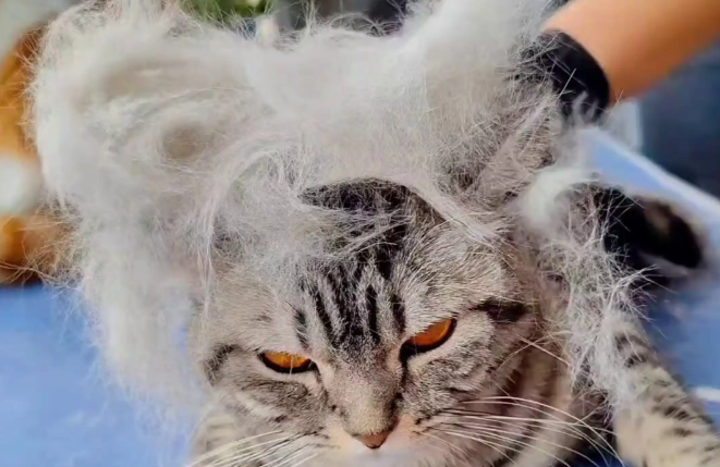 猫咪总掉大量浮毛，怎么减少家里飞毛？