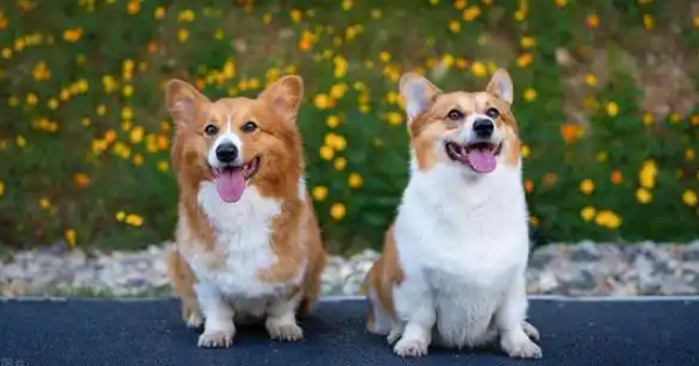 狗狗感染狂犬病会有哪些表现