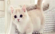 猫咪拉稀呕吐需要禁食吗