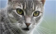 猫咪眼角有湿疹状物总抓挠怎么办