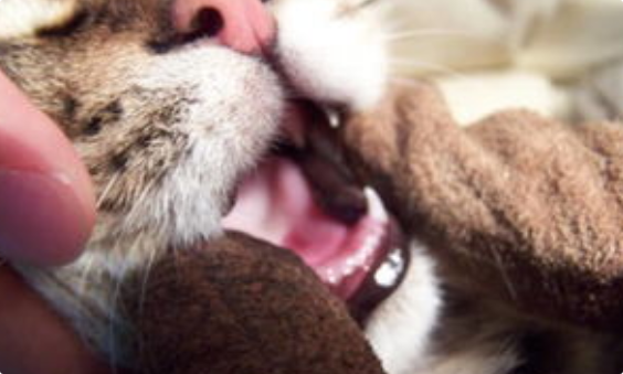 猫咪流口水多是口腔疾病吗? 猫咪流口水多是口腔疾病吗?