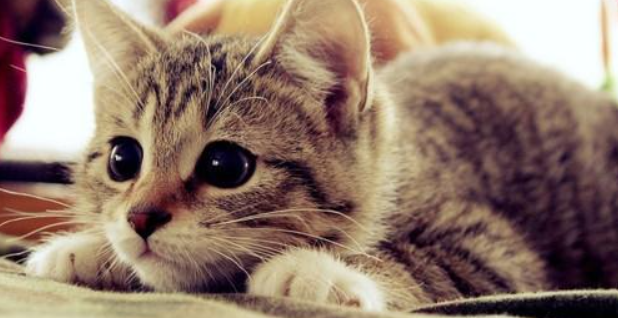 猫咪角膜炎严重吗？和结膜炎有什么不一样？
