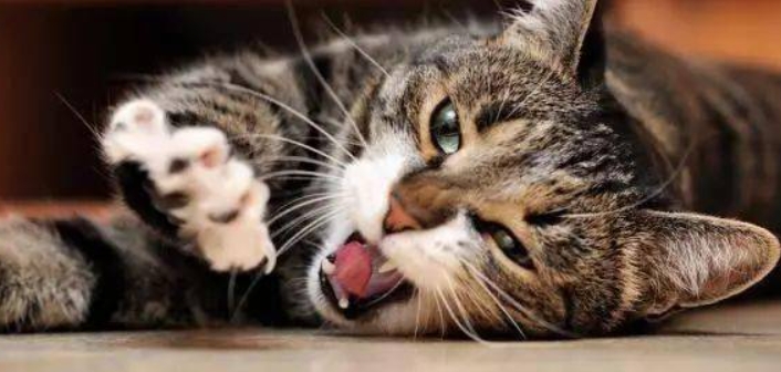 猫咪频繁蹭咬嘴唇内侧？是口腔黏液分泌不足吗？