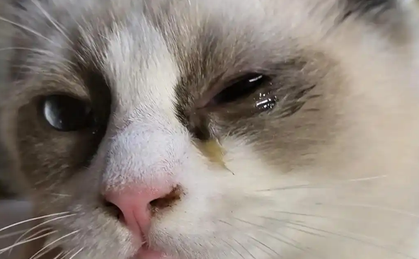猫的眼睛流褐色分泌物怎么办