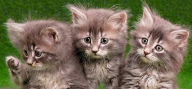 猫咪起身先伸懒腰再走路，是全身肌肉僵硬吗？