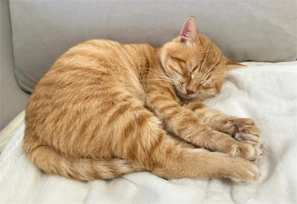 猫咪尿闭尿血该怎么办