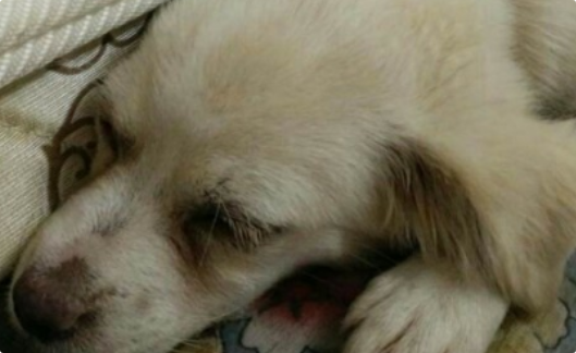 狗狗肛门腺发炎怎么处理？
