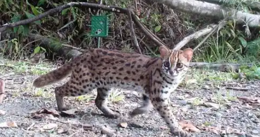 山狸子是几级保护动物？一起来认识下野生豹猫