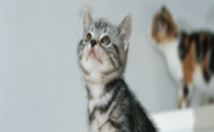 猫咪频繁啃咬塑料物品?是异食癖导致的吗?