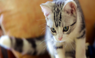 猫咪频繁张口喘气不散热?是轻微气道狭窄吗?