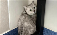猫咪换环境、换粮容易应激怎么办？