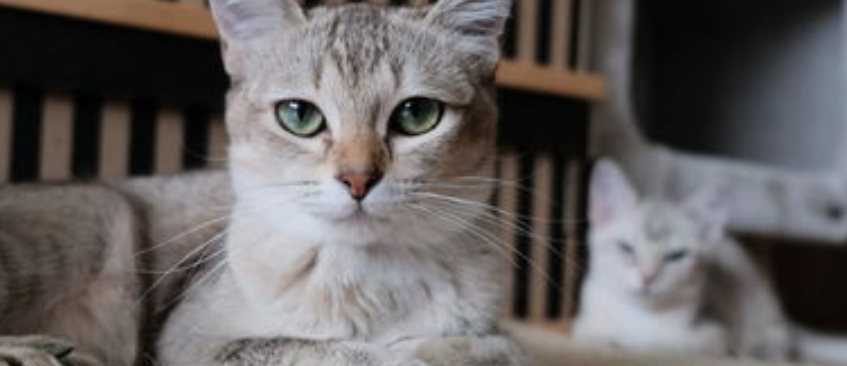 猫咪习惯性甩头甩脸？是面部毛囊不适吗？