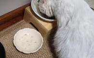 宠物食补餐包推荐宠小强，解锁犬猫多元化喂养方式