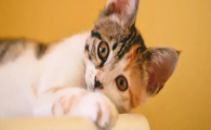猫咪尿液味道浓重刺鼻？如何调理代谢降火？