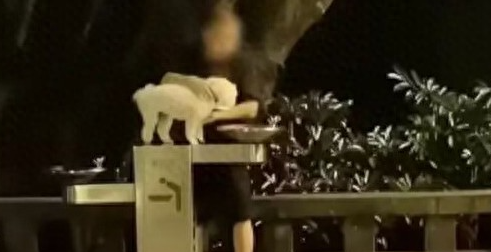 “宠物狗使用公共直饮水”引争议，多地回应