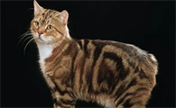 科普篇！购买曼岛无尾猫怎么看品相好不好？