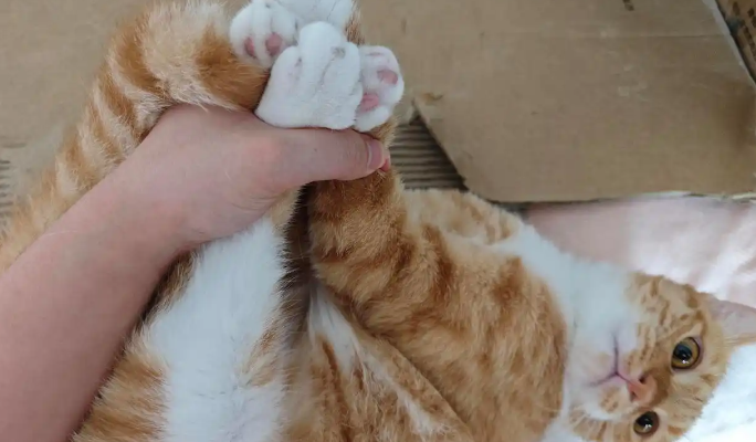猫爪子有狂犬病毒吗