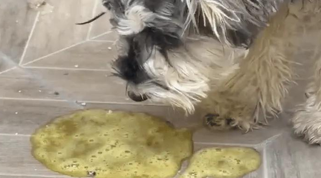 狗狗早上空腹吐黄泡沫怎么处理