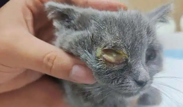 猫一只眼睛有脓黄眼屎怎么治疗