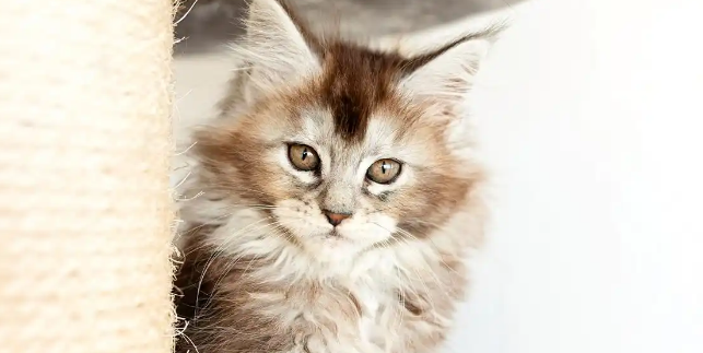 猫咪大量脱毛结痂属于什么皮肤病