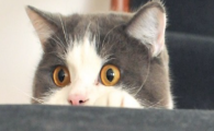 猫咪长期待在潮湿房间，皮肤零星掉毛是湿疹初期吗？