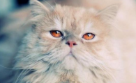 猫咪皮肤瘙痒是过敏导致的吗？