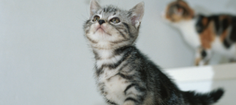 猫咪频繁蹭人蹭家具脸部发痒？如何改善面部皮炎敏感？