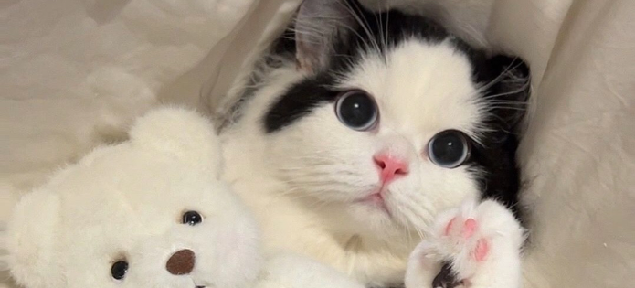 经常打扰猫咪睡觉，会造成猫咪睡眠紊乱免疫力下降吗？