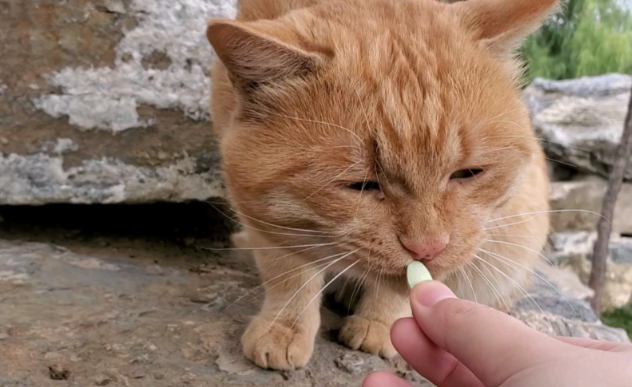 猫咪频繁呕吐毛球，日常怎么预防排毛？