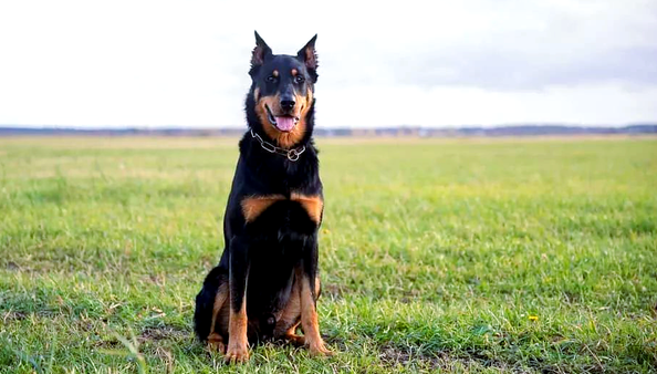 法国狼犬：一种具有独特魅力的本土犬种