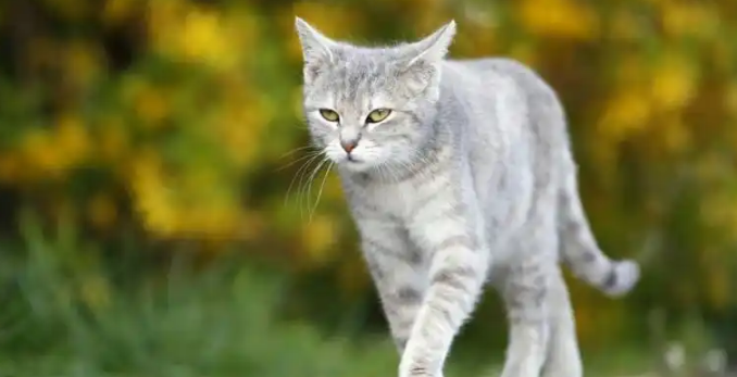 猫咪皮肤反复结痂该怎样处理