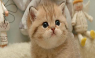 猫咪偏爱高卧不爱落地?是四肢脚垫酸痛吗?