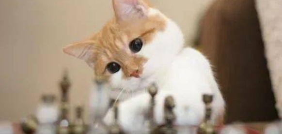 猫咪频繁小口吐口水泡沫，是轻微胃酸反流导致的吗？
