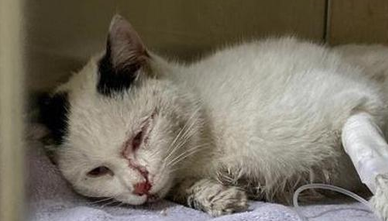 猫瘟猫开始大量喝水不吃饭怎么办