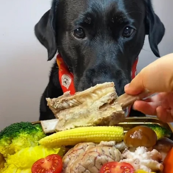 宠物食品怎么选？高性价比主食推荐纳新