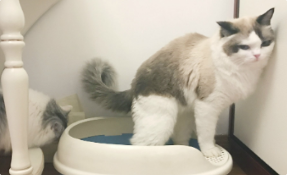 猫咪肛门腺发炎怎么处理？