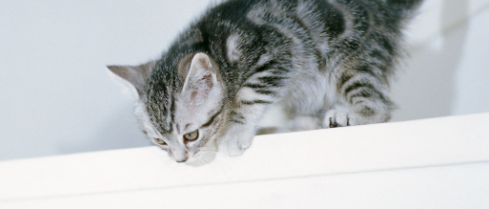 猫咪不爱跳猫爬架是什么原因？如何恢复运动活力？