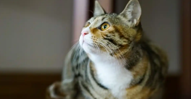 猫咳嗽气喘运动后加重警惕什么病 猫咳嗽气喘运动后加重警惕什么病