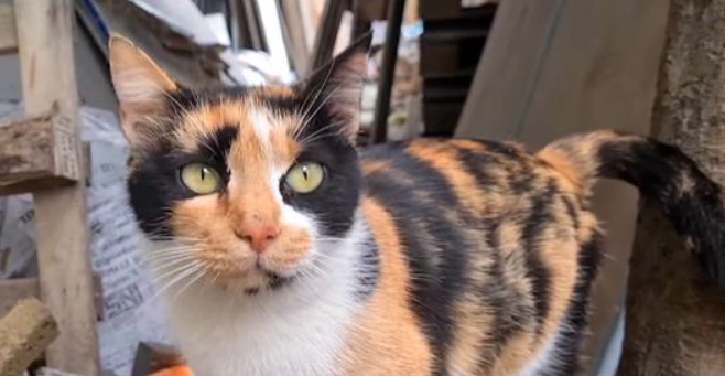 猫咪爪子频繁收拢松开？是脚掌酸胀不适吗？