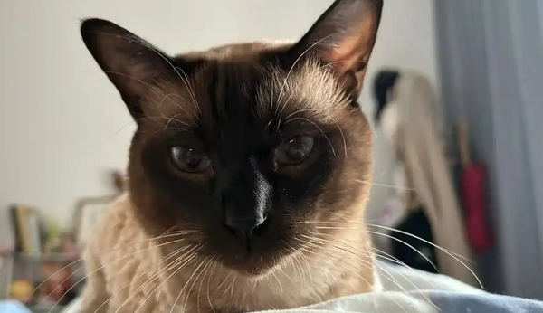 猫突然吐没消化的猫粮怎么回事 猫突然吐没消化的猫粮怎么回事