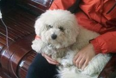 狗狗糖尿病该如何控制饮食？
