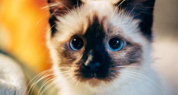 猫咪总爱蹲在猫砂盆里却尿不出，是尿路堵塞前兆吗？