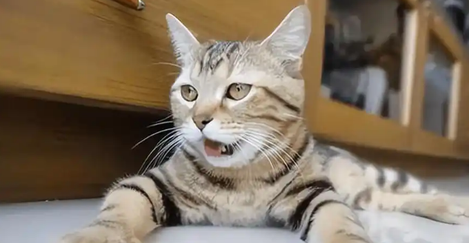 猫咪皮肤溃烂流脓如何护理