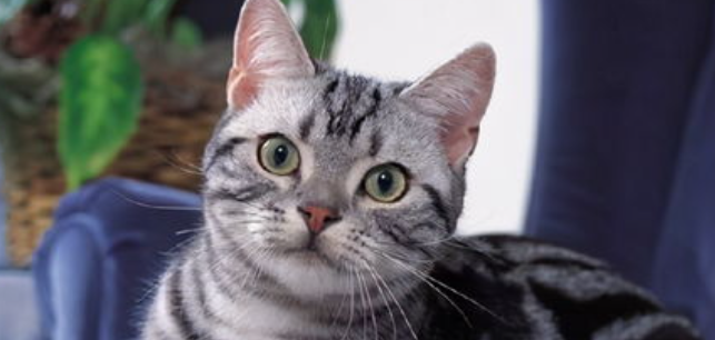频繁开关门窗温差大，猫咪反复打喷嚏是温差感冒吗？