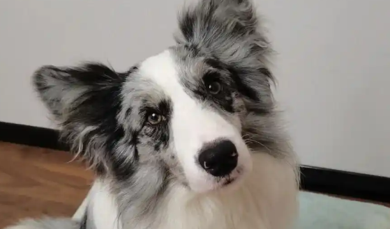 犬瘟热开始抽搐能治好吗 犬瘟热开始抽搐能治好吗