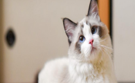 猫咪频繁嗅闻地面原地不动？是嗅觉感官不适吗？