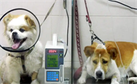 狗狗感染蛔虫应该如何驱除